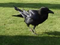 Tower of London Raven