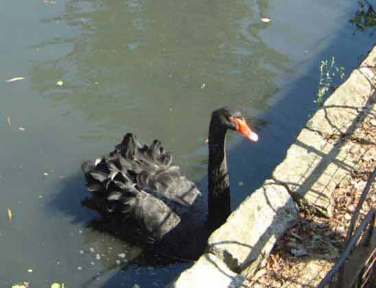 Black Swan begging for food on the Canal 