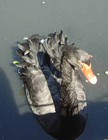 A Black Swan in Canal Gardens Leeds