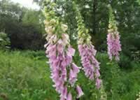 Foxgloves